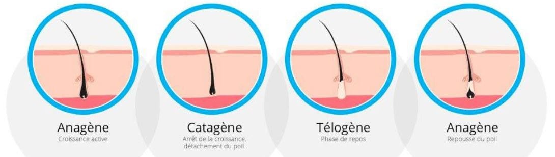cycle-pilaire-explication.jpeg